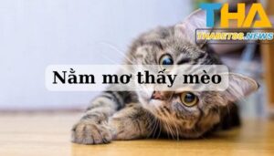 Nằm mơ thấy mèo có ý nghĩa như thế nào?